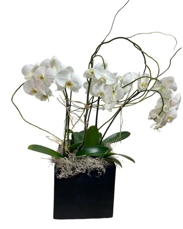 Orchid Box Plant