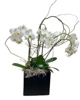 Orchid Box size,  inches height and  inches wide.