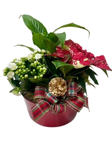 Christmas Dish Garden Flower Arrangement