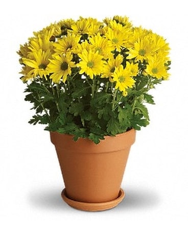 Sweet as a Daisy Plant