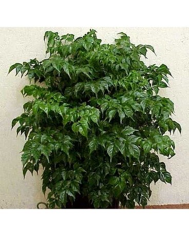 China Doll Plant Plant