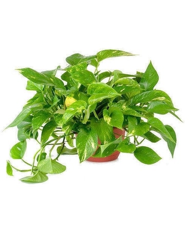 Pothos Plant Plant