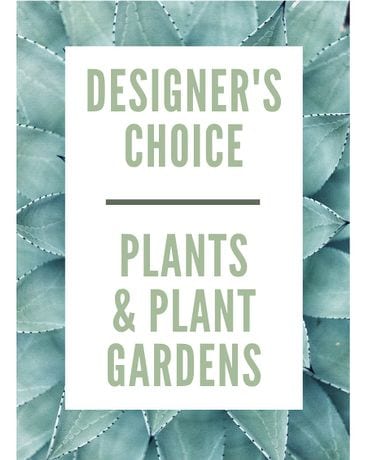 Designer's Choice - Plants Plant