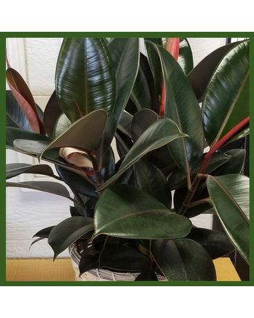 Burgundy Rubber Plant Flower Arrangement