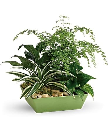 Forever Green Plant Garden Flower Arrangement