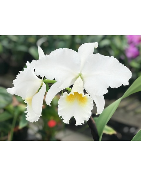 olivenbaum preisvergleich Olivenbaum Olea Europaea Cultivo | 230cm