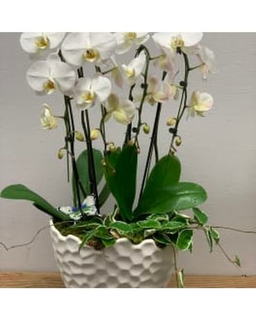 Orchid Oasis Flower Arrangement