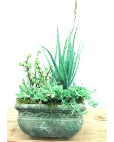 Succulents In Pot Flower Arrangement