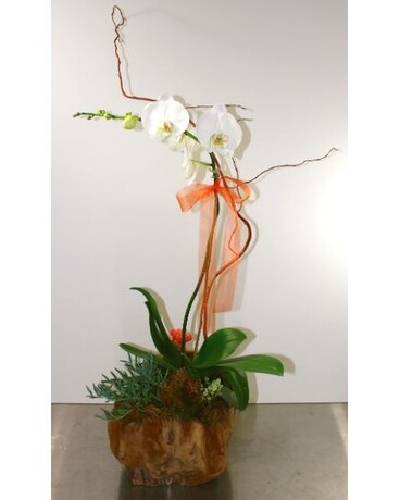 Single Orchid With Bow Flower Arrangement