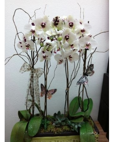 White Orchid Planting Flower Arrangement