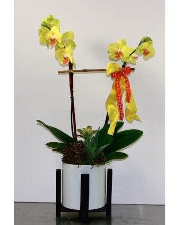 Double-Stem Yellow Orchids Flower Arrangement