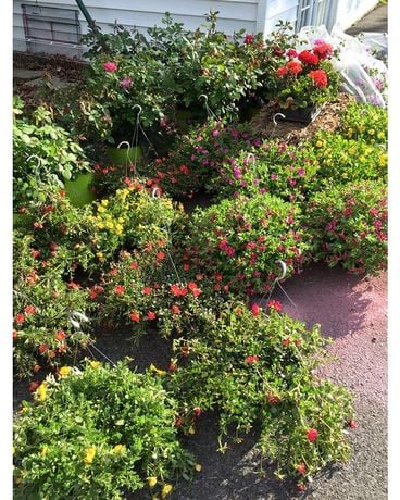Various Blooming Plants Plant