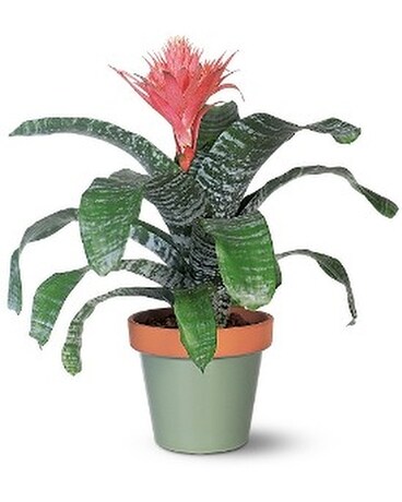 Tropical Bromeliad Flower Arrangement