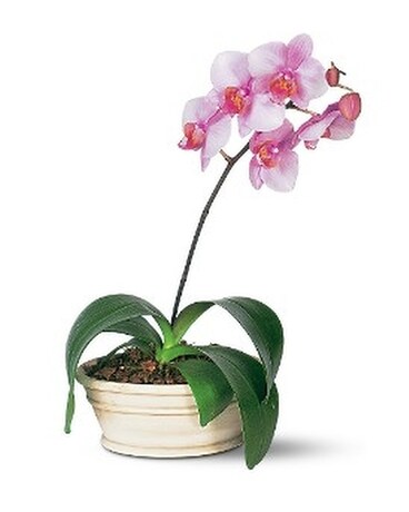 Lavender Phalaenopsis Orchid Flower Arrangement