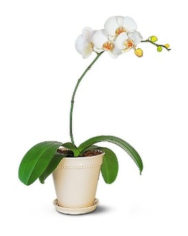 White Phalaenopsis Orchid In West Palm Beach Fl Extra Touch Flowers