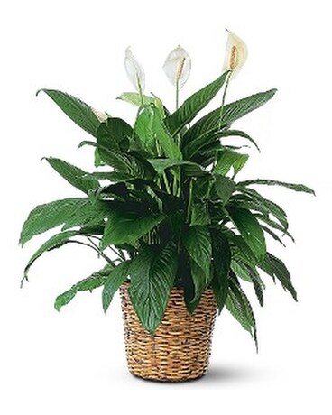 Large Spathiphyllum Plant Flower Arrangement