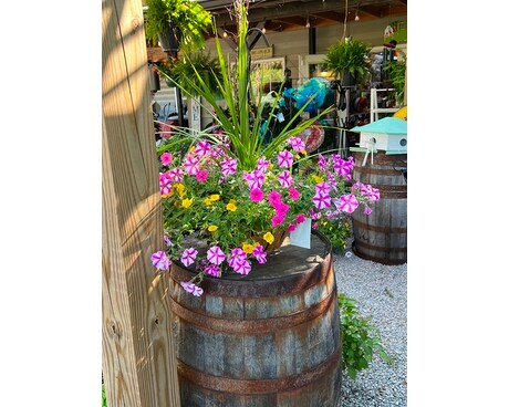 Garden Center Plant