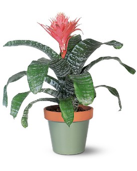 Tropical Bromeliad Flower Arrangement