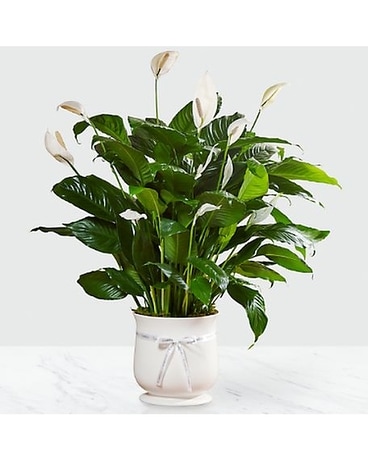 Comfort Planter Plant