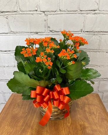 Orange Kalanchoe Plant Flower Arrangement