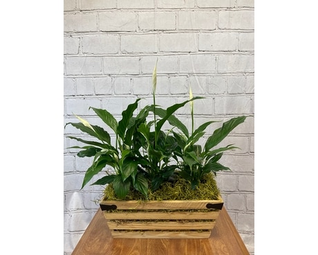 Standard size, 21 inches height and 19.5 inches wide.