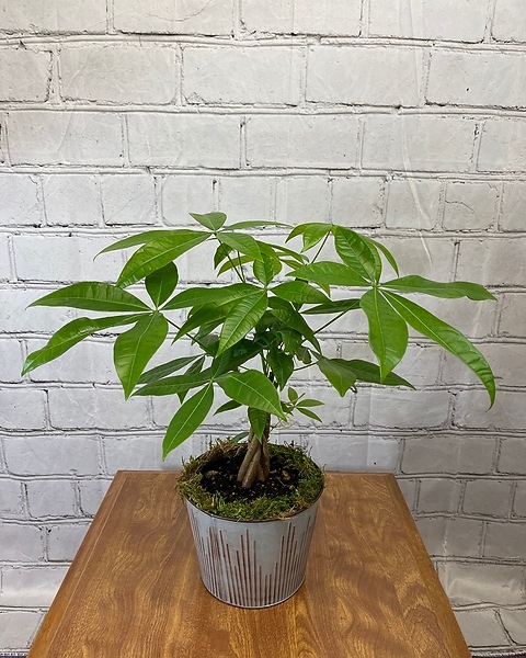 monstera adonsonii 4