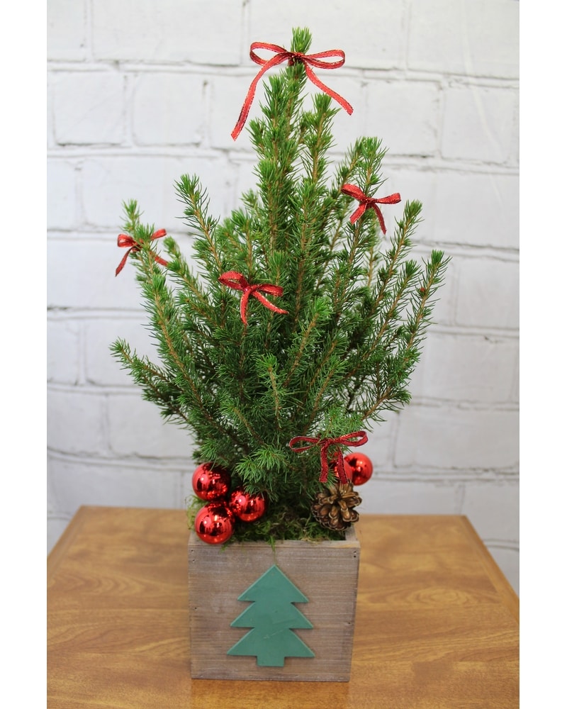 Woodland Christmas Tree in Forest Grove OR - OK Floral Of Forest Grove