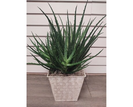 Aloe Vera Plant Plant