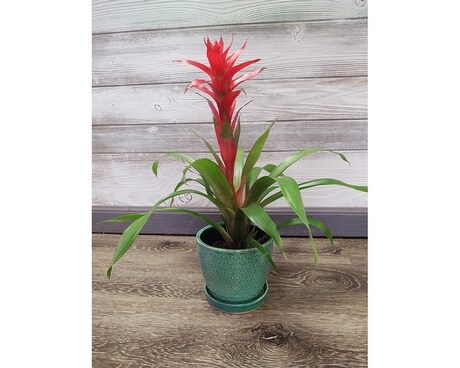 Bromeliad Plant
