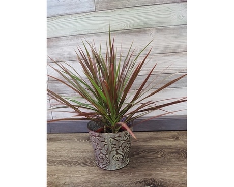 Dracaena Spikes Plant