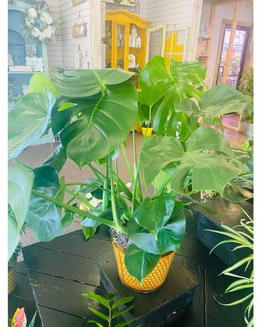 Split Leaf Philodendron Plant