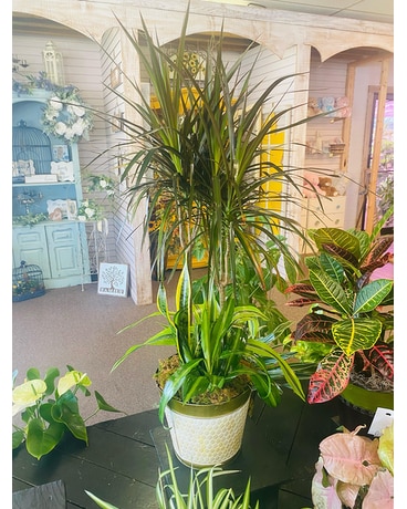 Mixed Combo Planter Plant