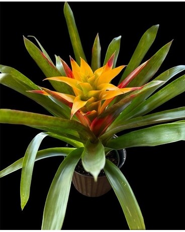 Bromeliad Plant