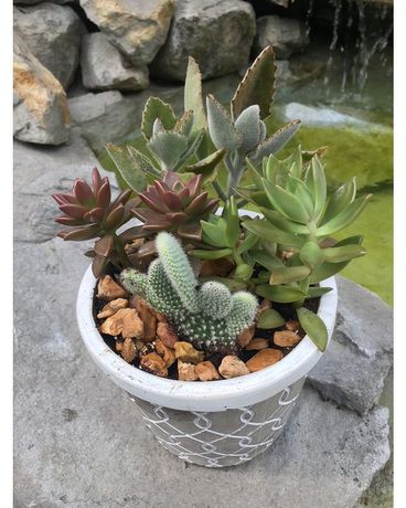 Succulent Planter Dish Garden Plant