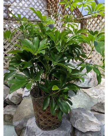 Schefflera Plant
