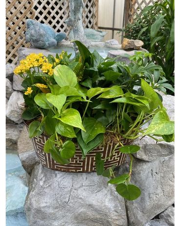 European Dish Garden Plant