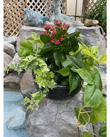 European Dish Garden (Small) Plant