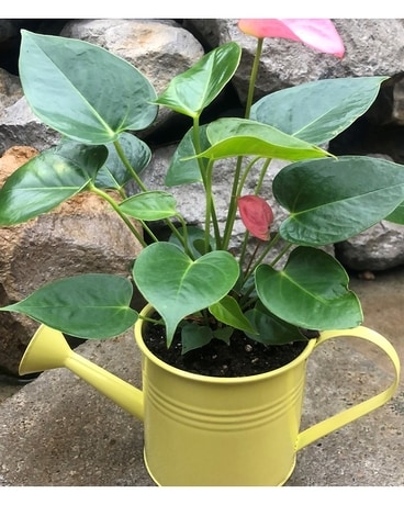 Anthurium Plant Plant