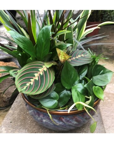 Dish Garden Dish Garden Plant