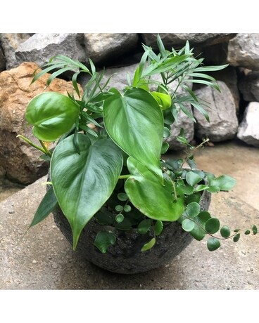 Dish Garden Dish Garden Plant