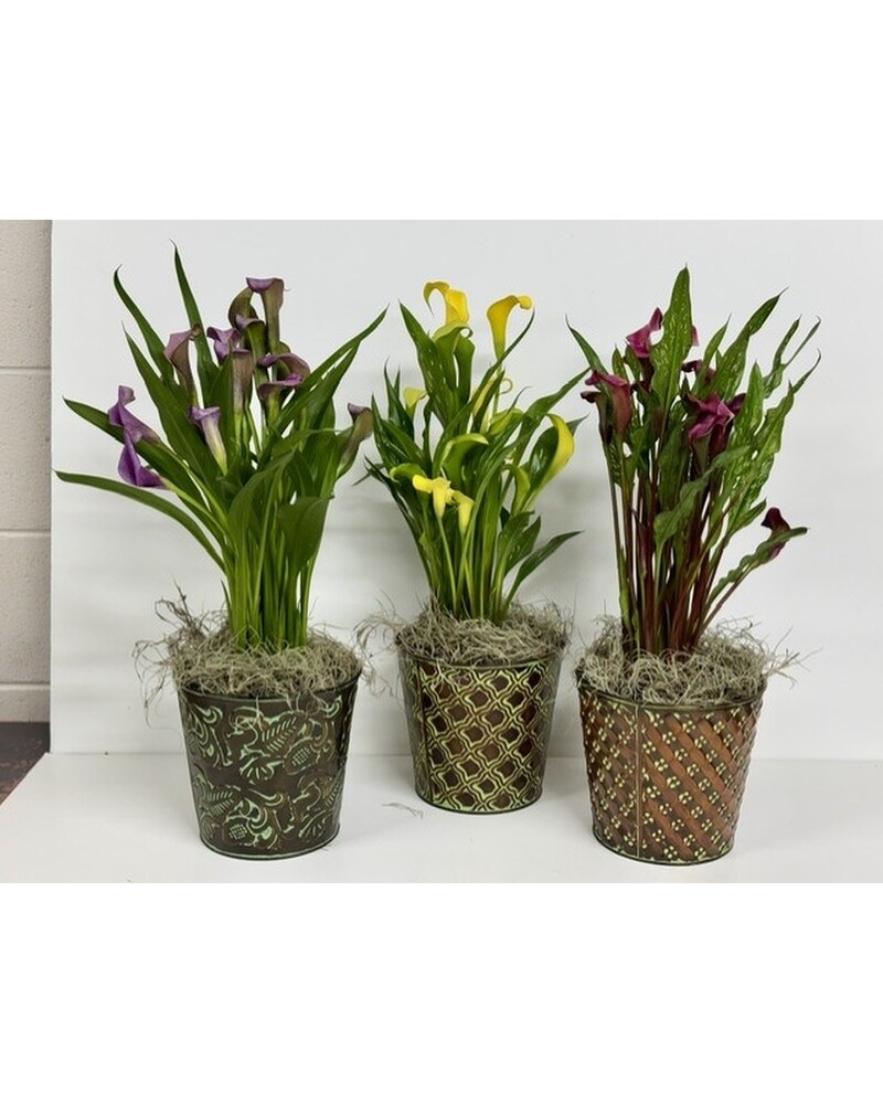 Get Well Flowers Delivery St. Joseph MO - Butchart Flowers Inc