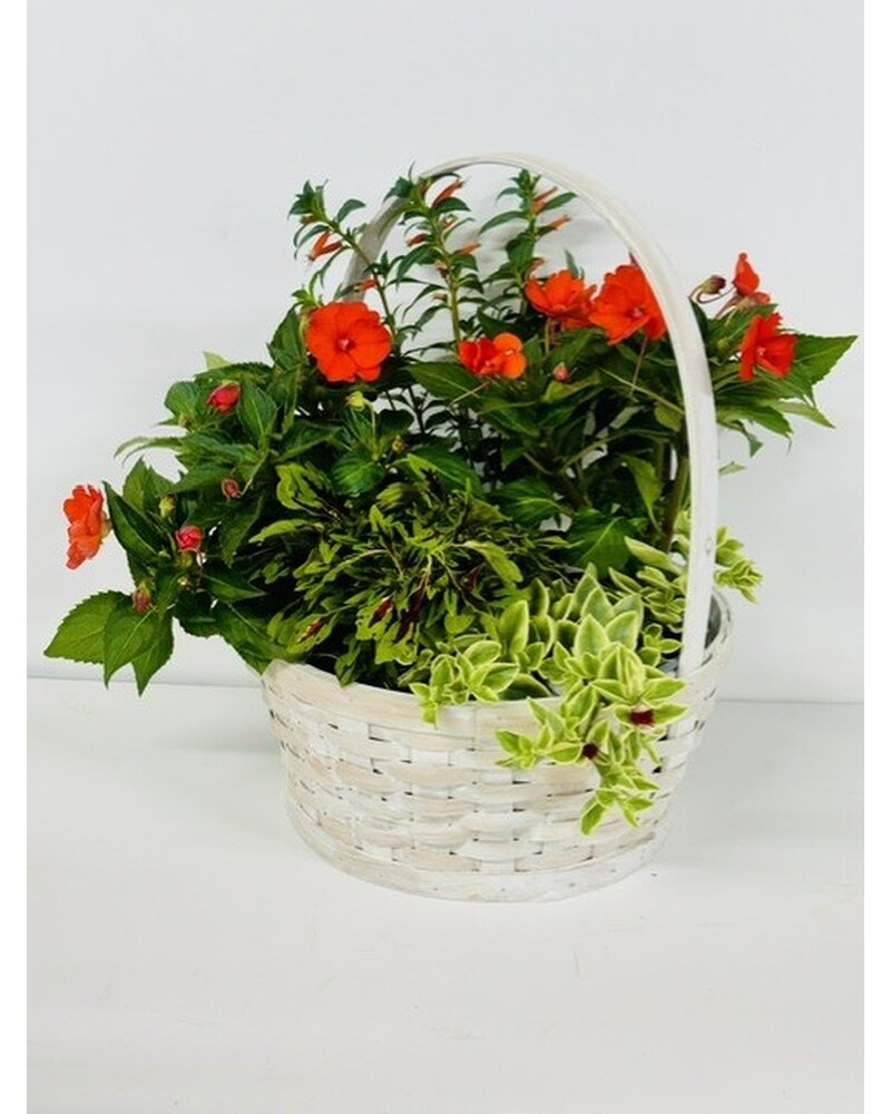 Plants Delivery St. Joseph MO - Butchart Flowers Inc & Greenhouse