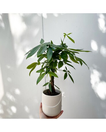 Marvelous Money Tree Flower Arrangement