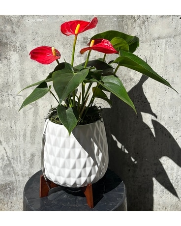 Flowers for Love & Romance Delivery Seattle WA - The Flower Lady