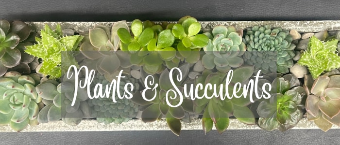 Succulents