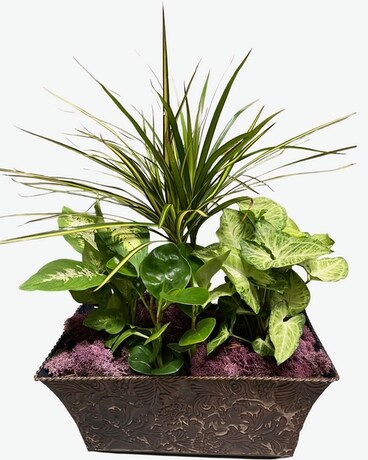 Dish garden in etched tin Plant