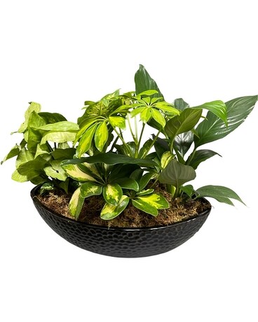 Bubble Garden Plant