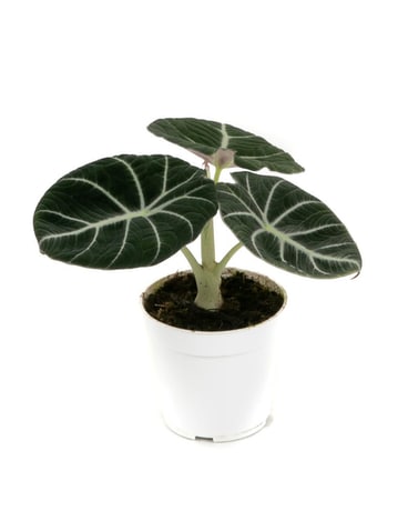 4" size,  inches height and  inches wide.