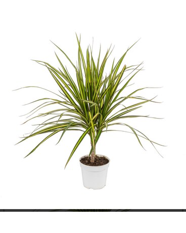 4” size,  inches height and  inches wide.
