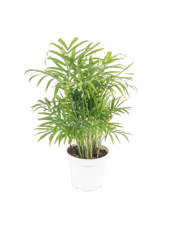 4” size,  inches height and  inches wide.